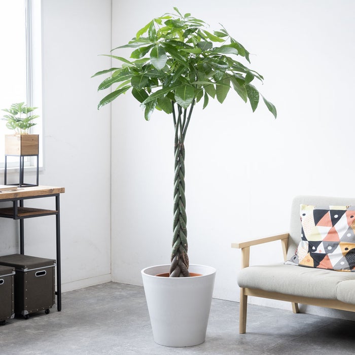 観葉植物 通販 パキラ 10号鉢 ガルボ鉢カバー付 観葉植物 本物