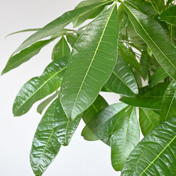 観葉植物 通販 パキラ 10号鉢 ガルボ鉢カバー付 観葉植物 本物