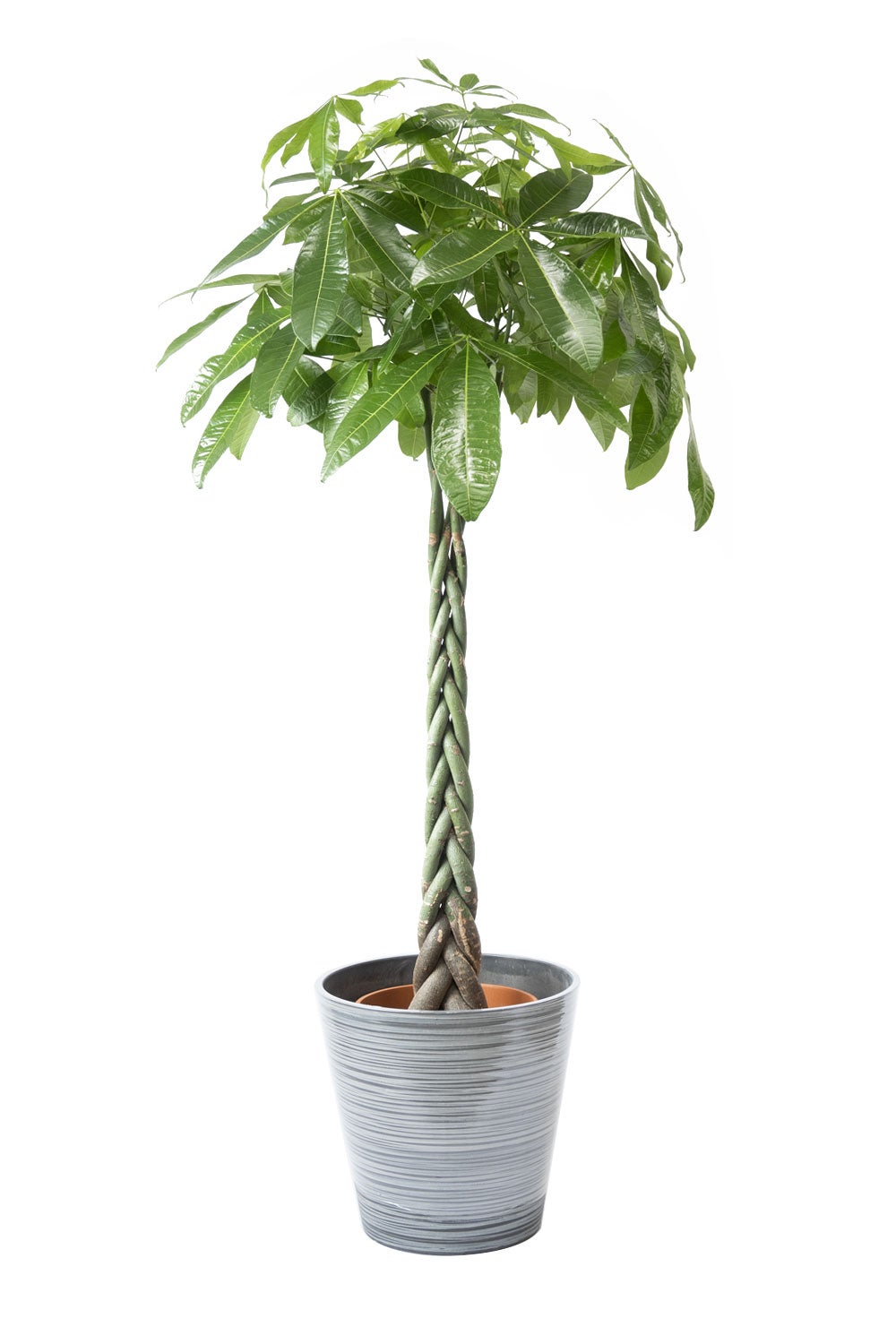 観葉植物 通販 パキラ 10号鉢 エコフレンドリーポット鉢カバー付 観葉植物 本物
