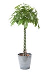 観葉植物 通販 パキラ 10号鉢 エコフレンドリーポット鉢カバー付 観葉植物 本物