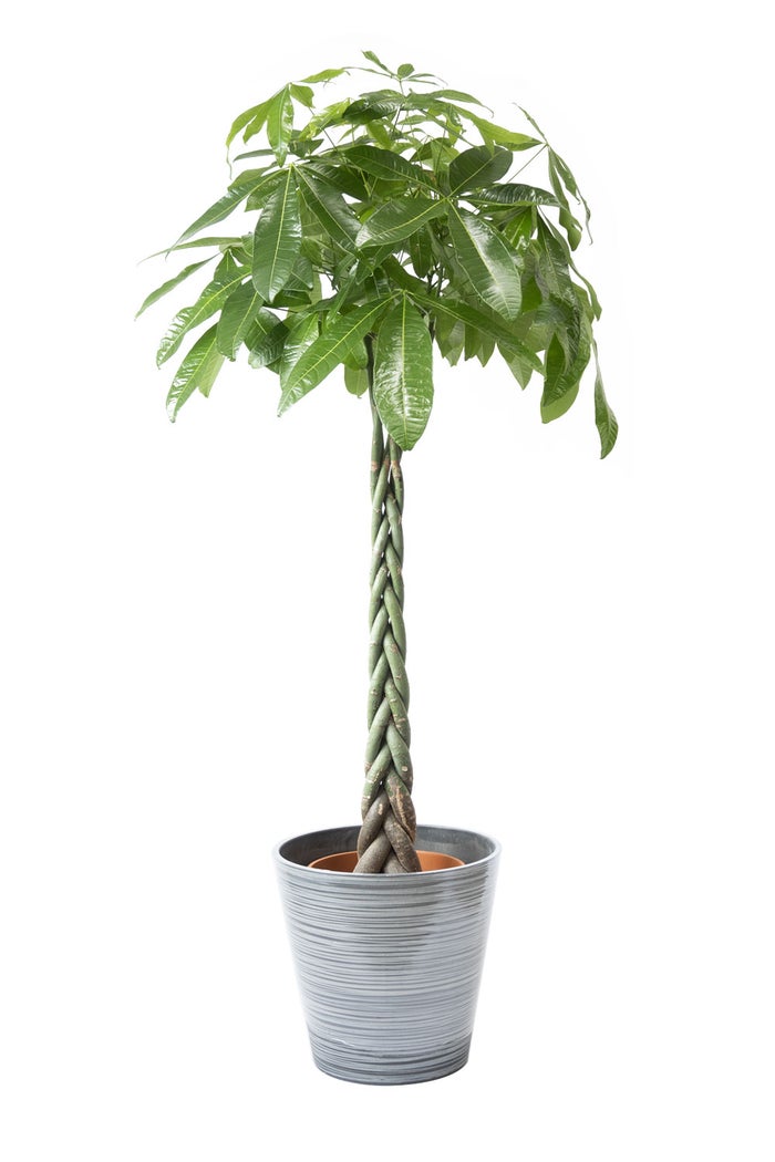 観葉植物 通販 パキラ 10号鉢 エコフレンドリーポット鉢カバー付 観葉植物 本物