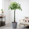 観葉植物 通販 パキラ 10号鉢 エコフレンドリーポット鉢カバー付 観葉植物 本物