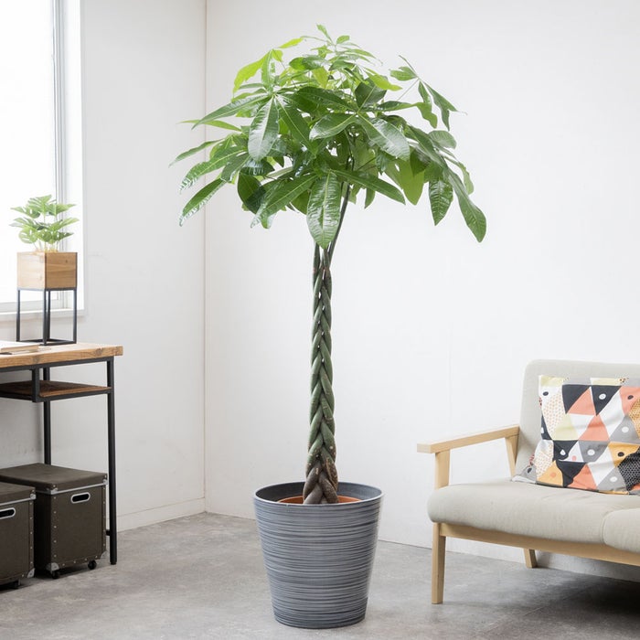 観葉植物 通販 パキラ 10号鉢 エコフレンドリーポット鉢カバー付 観葉植物 本物