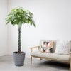 観葉植物 通販 パキラ 10号鉢 エコフレンドリーポット鉢カバー付 観葉植物 本物