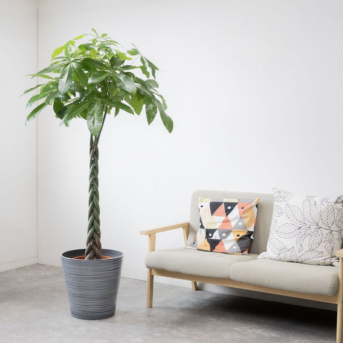 観葉植物 通販 パキラ 10号鉢 エコフレンドリーポット鉢カバー付 観葉植物 本物