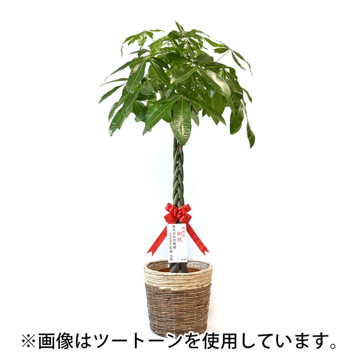 観葉植物 通販 パキラ 10号鉢 エコフレンドリーポット鉢カバー付 観葉植物 本物