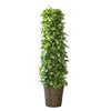 観葉植物 通販 ポトス・タワー仕立て 10号鉢 キャラメルブラウン鉢カバー付 観葉植物 本物