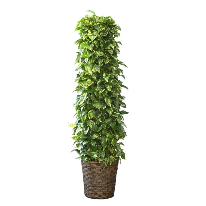 観葉植物 通販 ポトス・タワー仕立て 10号鉢 キャラメルブラウン鉢カバー付 観葉植物 本物