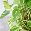 観葉植物 通販 ポトス・タワー仕立て 10号鉢 キャラメルブラウン鉢カバー付 観葉植物 本物