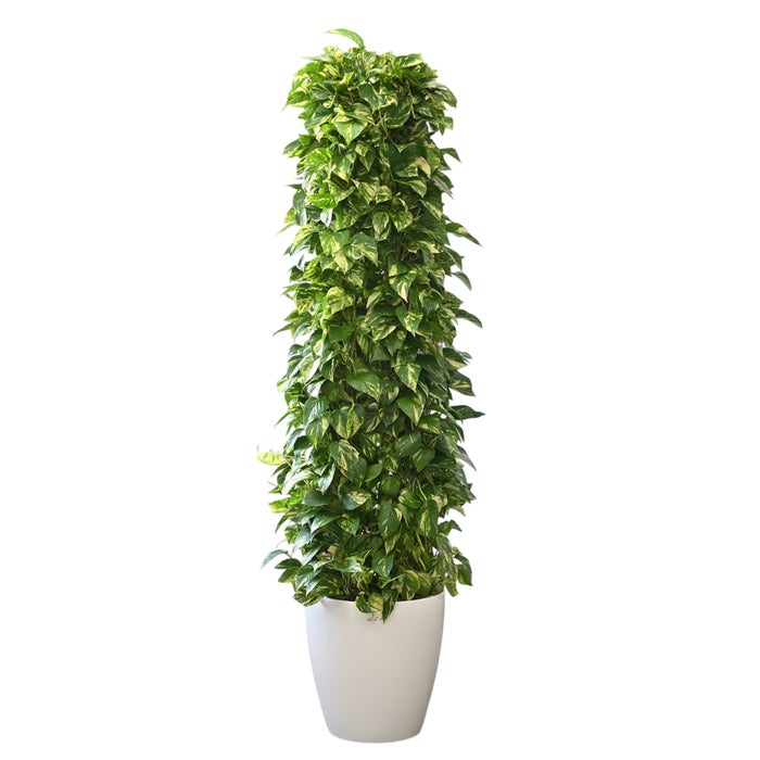 観葉植物 通販 ポトス・タワー仕立て 10号鉢 ラスター白鉢カバー付 観葉植物 本物