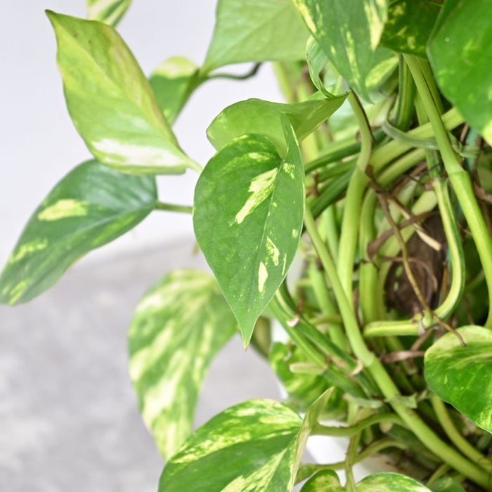 観葉植物 通販 ポトス・タワー仕立て 10号鉢 ラスター白鉢カバー付 観葉植物 本物