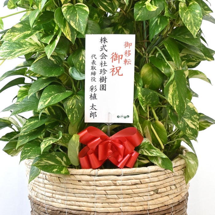 観葉植物 通販 ポトス・タワー仕立て 10号鉢 ラスター白鉢カバー付 観葉植物 本物