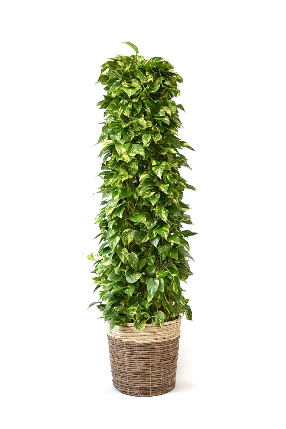 観葉植物 通販 ポトス・タワー仕立て 10号鉢 ツートーン鉢カバー付 観葉植物 本物