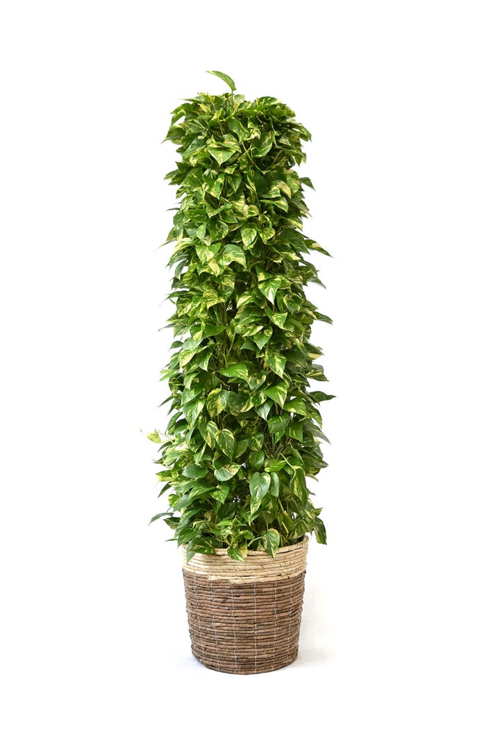 観葉植物 通販 ポトス・タワー仕立て 10号鉢 ツートーン鉢カバー付 観葉植物 本物