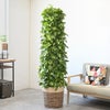 観葉植物 通販 ポトス・タワー仕立て 10号鉢 ツートーン鉢カバー付 観葉植物 本物
