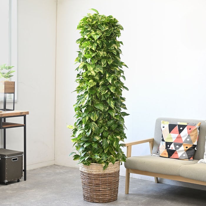 観葉植物 通販 ポトス・タワー仕立て 10号鉢 ツートーン鉢カバー付 観葉植物 本物