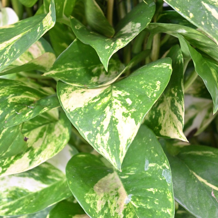 観葉植物 通販 ポトス・タワー仕立て 10号鉢 ツートーン鉢カバー付 観葉植物 本物
