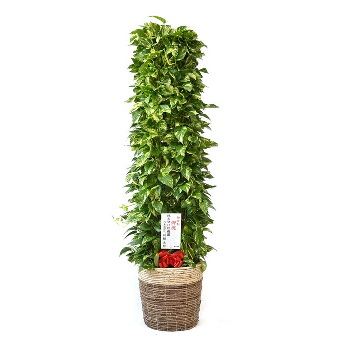 観葉植物 通販 ポトス・タワー仕立て 10号鉢 ツートーン鉢カバー付 観葉植物 本物