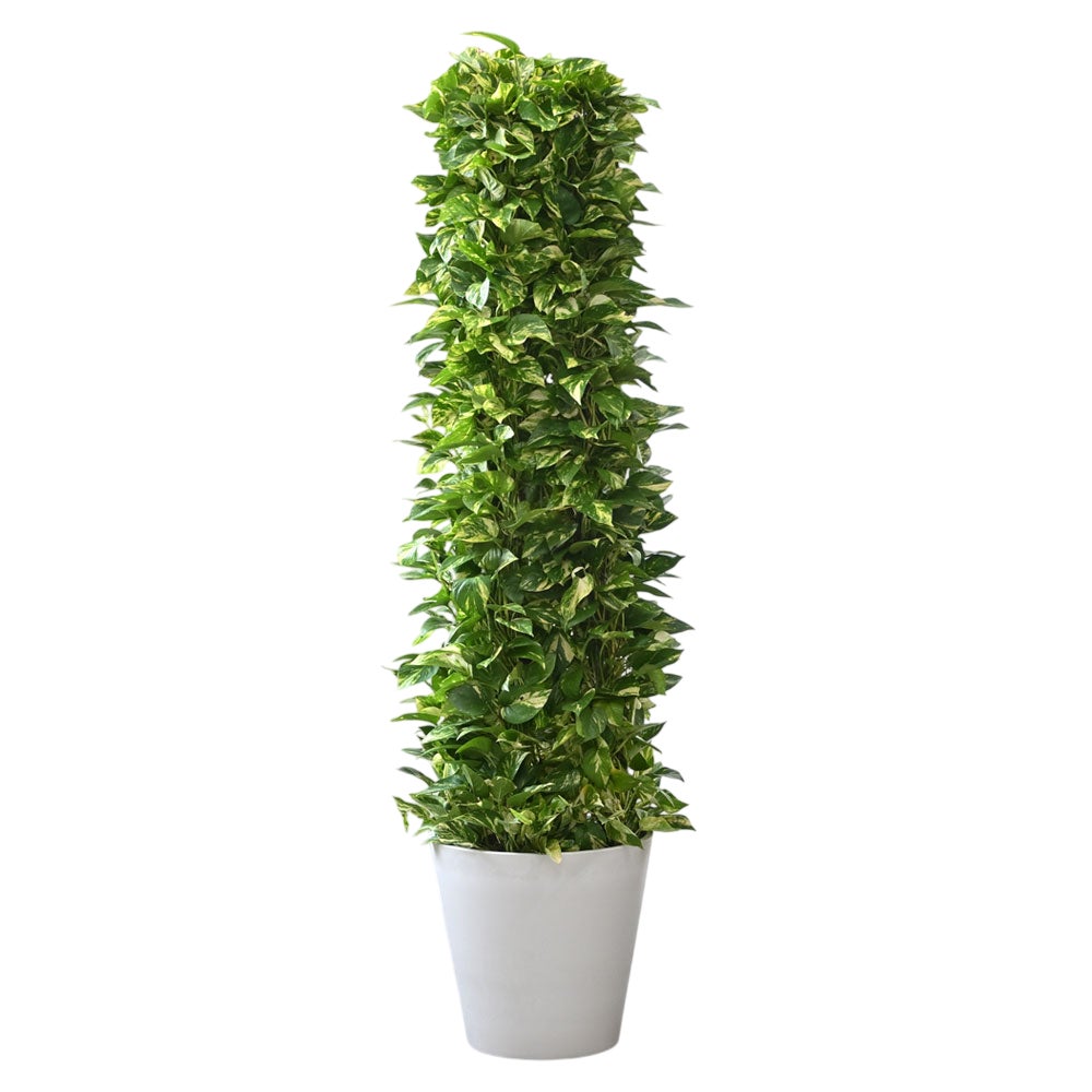 観葉植物 通販 ポトス・タワー仕立て 10号鉢 ガルボ鉢カバー付 観葉植物 本物