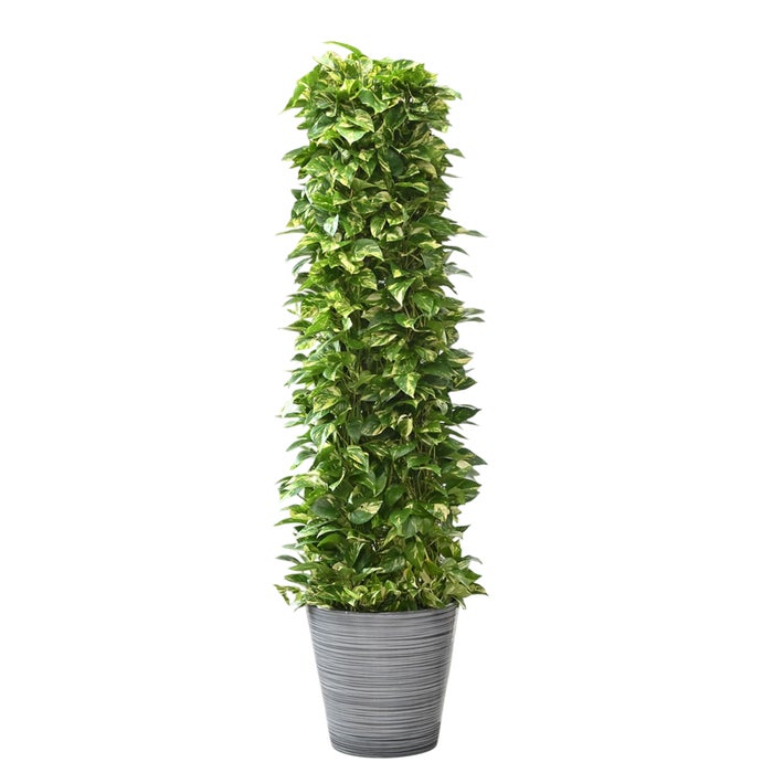 観葉植物 通販 ポトス・タワー仕立て 10号鉢 エコフレンドリーポット鉢カバー付 観葉植物 本物