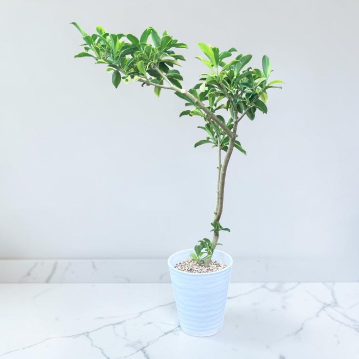 観葉植物現品販売