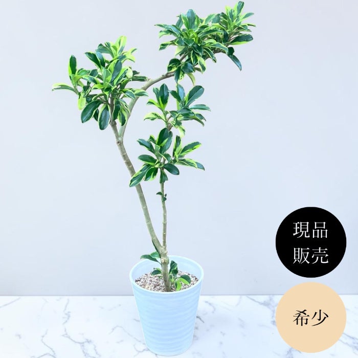 観葉植物現品販売