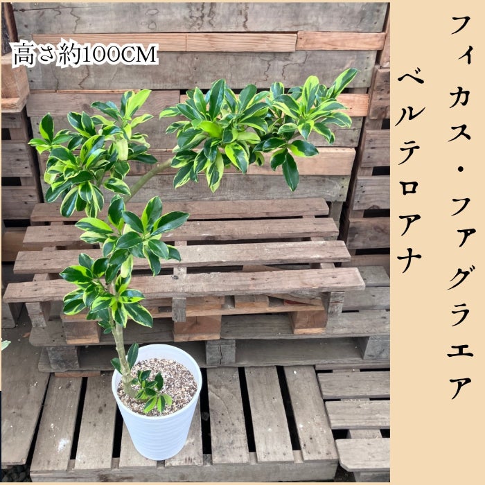 観葉植物現品販売