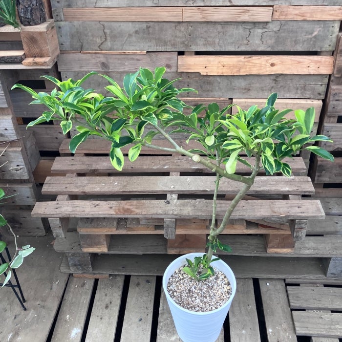 観葉植物現品販売