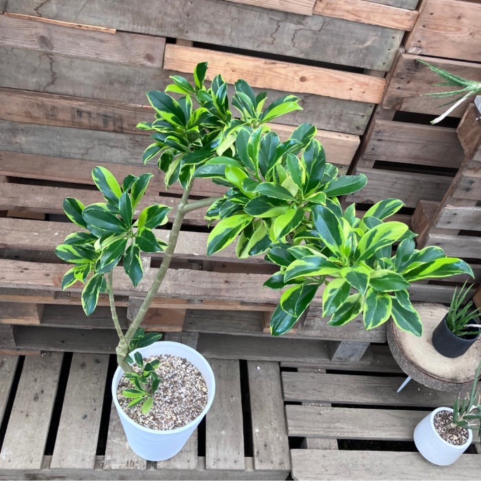 観葉植物現品販売