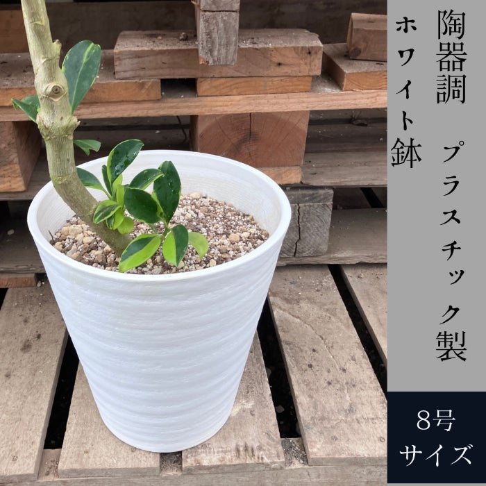 観葉植物現品販売
