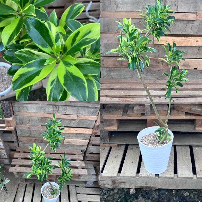 観葉植物現品販売