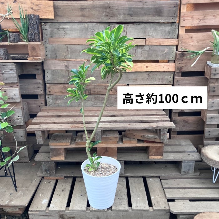 観葉植物現品販売