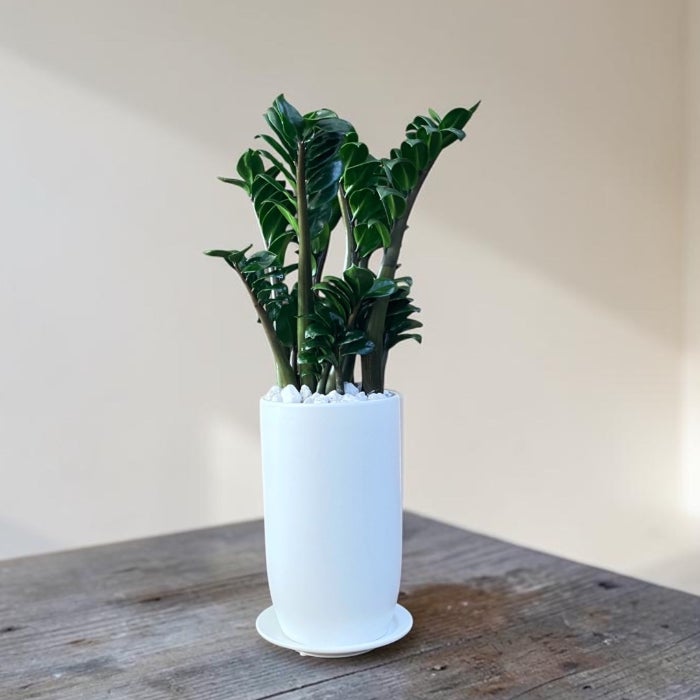 観葉植物現品販売