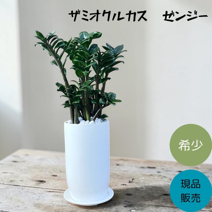 観葉植物現品販売