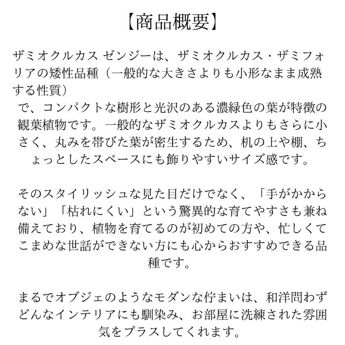 観葉植物現品販売