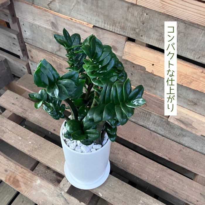 観葉植物現品販売