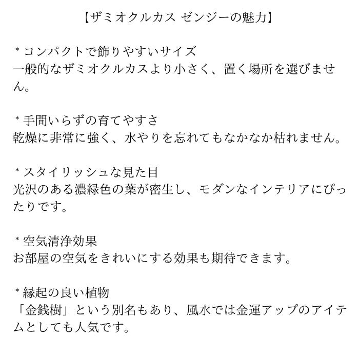 観葉植物現品販売