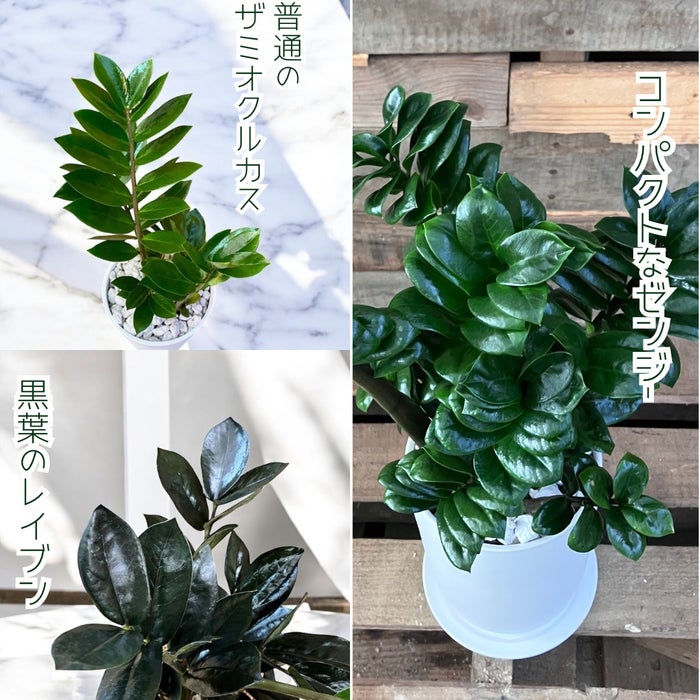 観葉植物現品販売