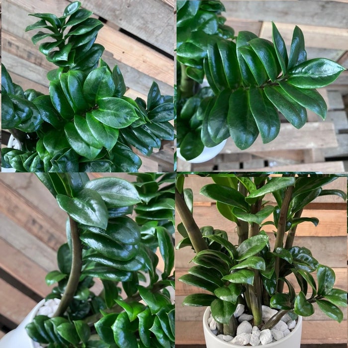 観葉植物現品販売