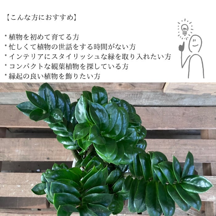 観葉植物現品販売