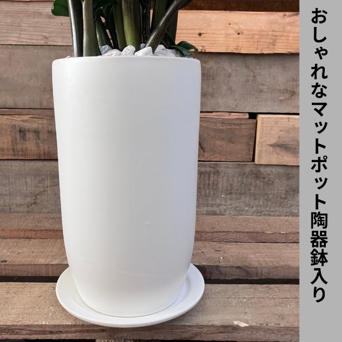 観葉植物現品販売