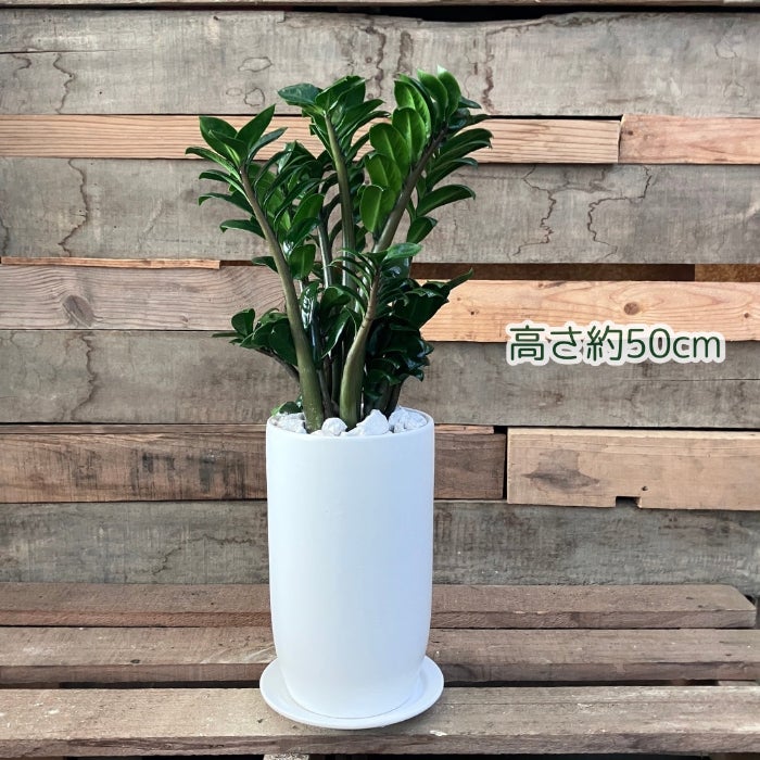 観葉植物現品販売