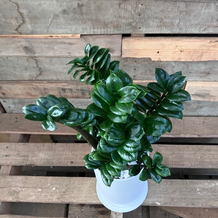 観葉植物現品販売