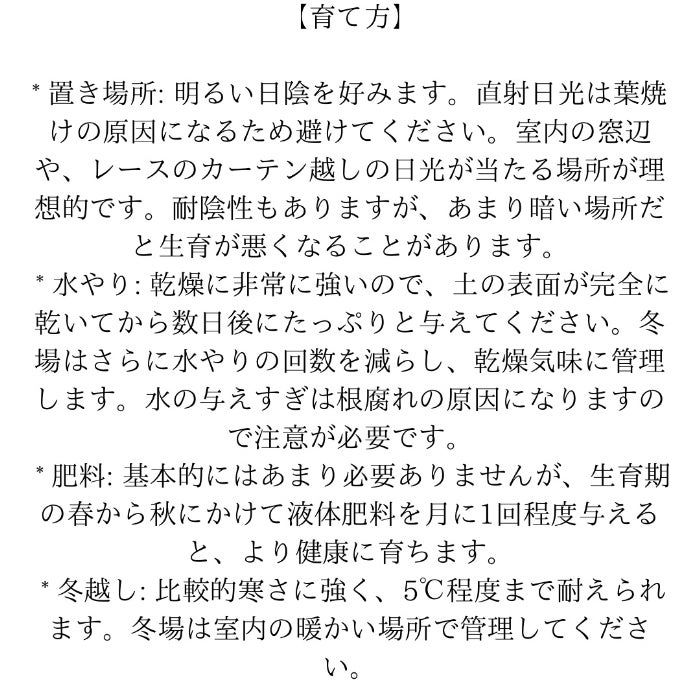 観葉植物現品販売