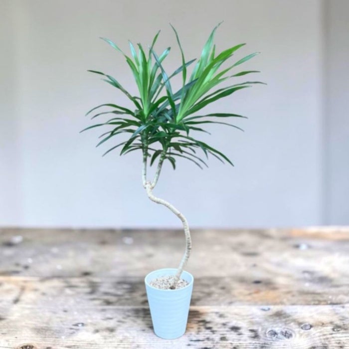 観葉植物現品販売