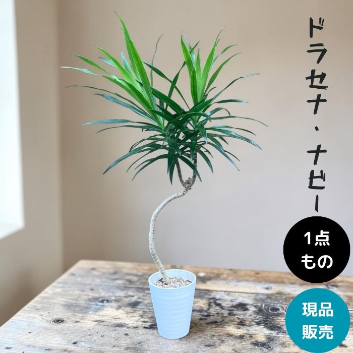 観葉植物現品販売