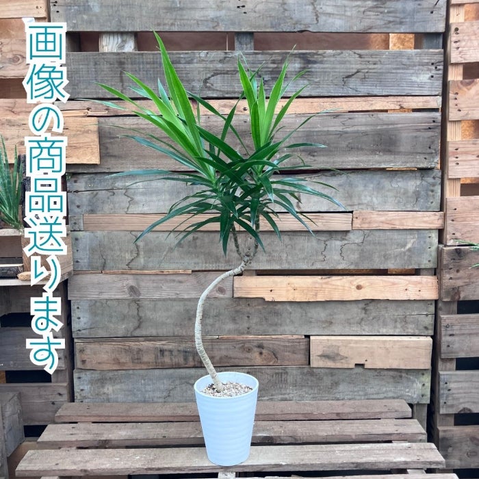 観葉植物現品販売
