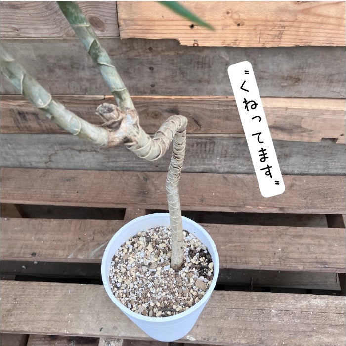 観葉植物現品販売