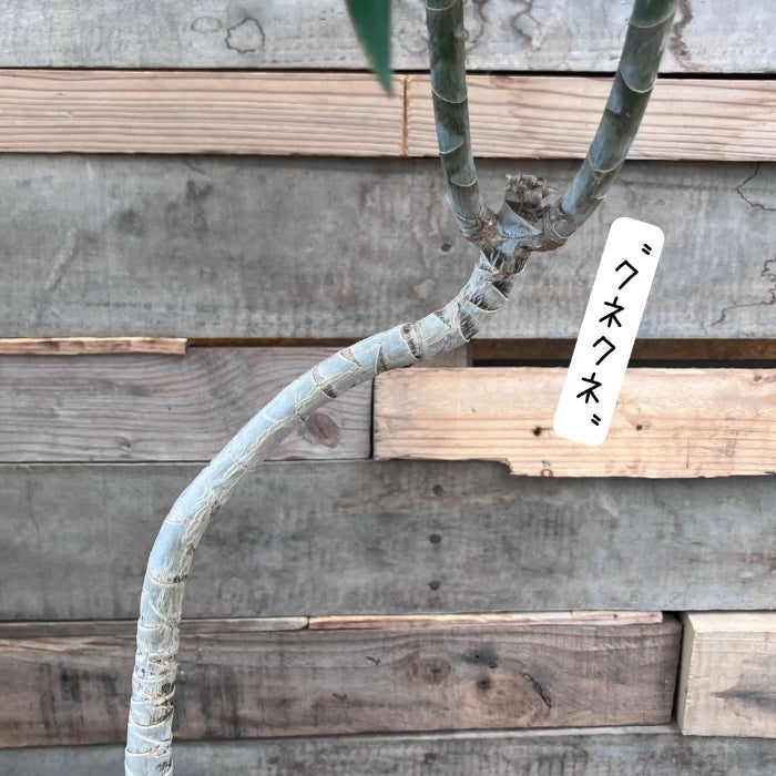 観葉植物現品販売