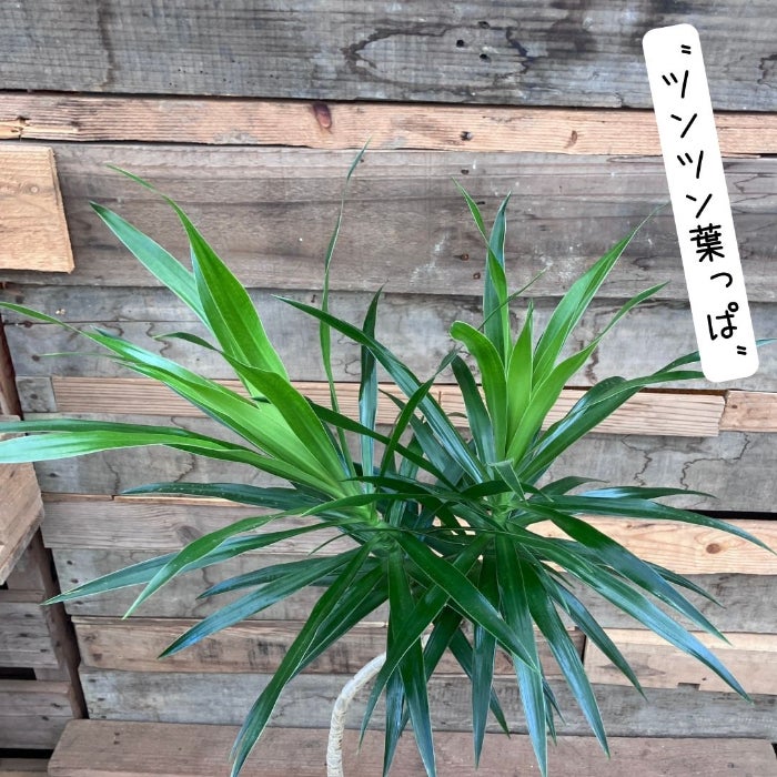 観葉植物現品販売